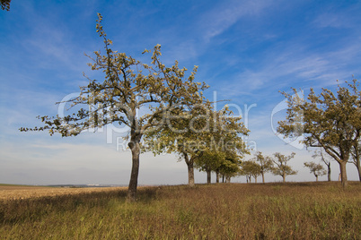Bäume auf Feld vor blauem Himmel