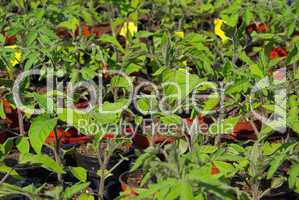 Tomatenpflanze - tomato plant 12