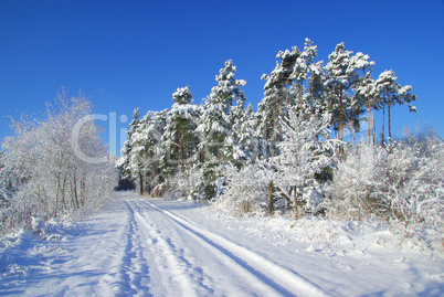 Wald im Winter - forest in winter 13