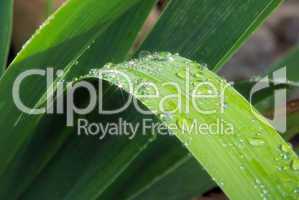 Wassertropfen auf Blatt - waterdrop on leaf 13