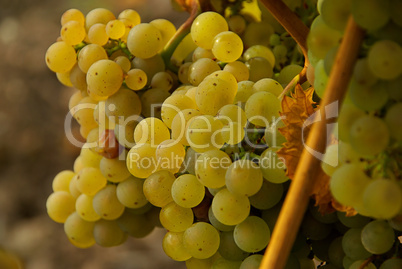 Wein - grape 46