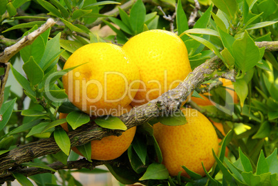 Zitrone am Baum - lemon on tree 04