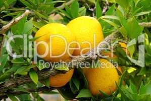 Zitrone am Baum - lemon on tree 04