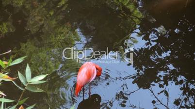 Streitende Flamingos im Wasser