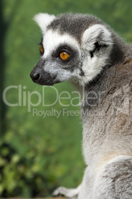 Portrait Of A Madagascar Ring Tailed Lemur