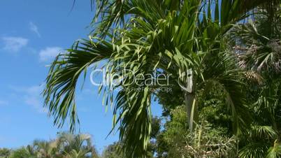 Grüne Palmen vor blauem Himmel