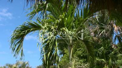 Grüne Palmen vor blauem Himmel