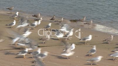 Seagulls on beach, then fly slow motion