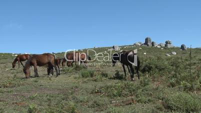 Wild horses grazing in mountain