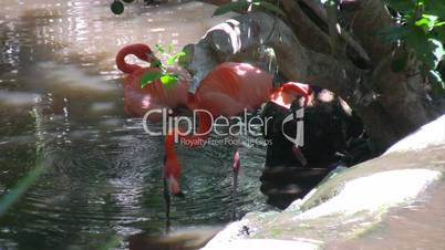 Zwei Flamingos im Wasser