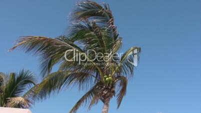 Palme mit Kokosnüssen weht im Wind