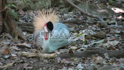 Brütender Pfau, Mexico