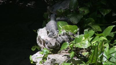 Salamander auf einem Stein, Mexico