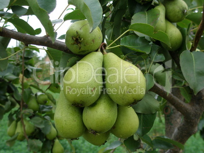 Pear  on the tree