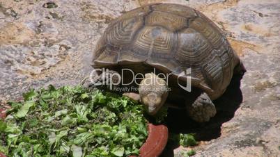 Schildkröte frißt Salat aus einem Napf