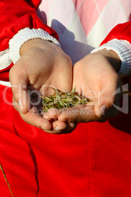 Female hands with grains