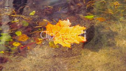 Lone maple leaf in the forest river