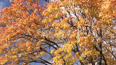 Horizontal panorama of the tops of old maple