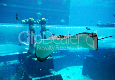 Ray in the aquarium of Atlantis the Palm  waterpark, Dubai, UAE