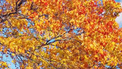 Autumn maple leaves against a blue sky
