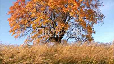 Vertical panorama of lonely old maple