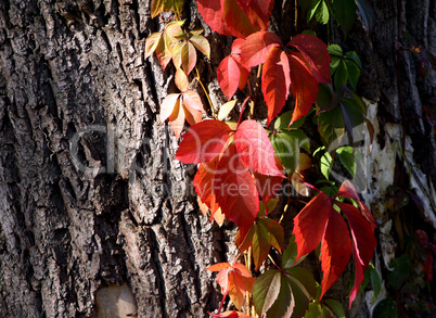 Herbstzeit