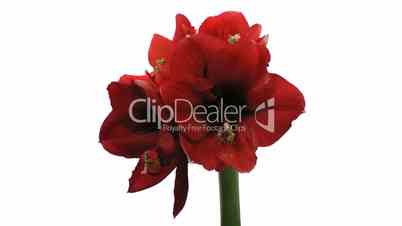 Time-lapse opening red amaryllis Ferrari flower isolated on white 10