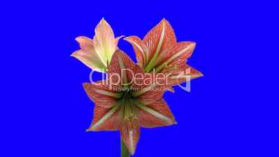 Time-lapse opening Minerva Christmas amaryllis 2 blue chroma key