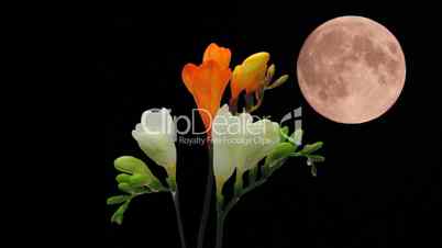 Montage of opening white orange freesia buds and moon 5
