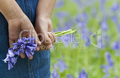 Little Girl With Bluebells