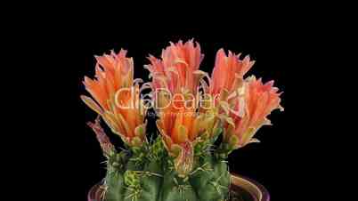 Time-lapse of red cactus buds opening 1 isolated on black