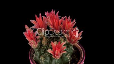Time-lapse of red cactus buds opening 2 isolated on black