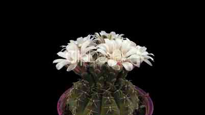Time-lapse of white cactus bud opening 3b isolated on black