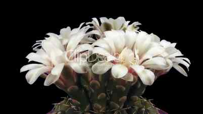 Time-lapse of white cactus bud opening 3 isolated on black