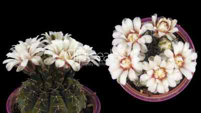 Time-lapse white cactus opening 6d isolated black two synchronised cameras