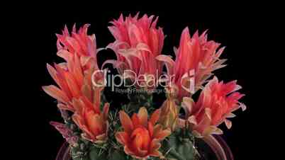 Time-lapse of red cactus buds blooming 7 isolated on black