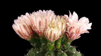 Time-lapse of pink cactus buds blooming 8 isolated on black