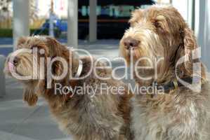 Spinone Italiano