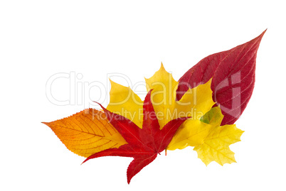 Verzierung aus Herbstblättern