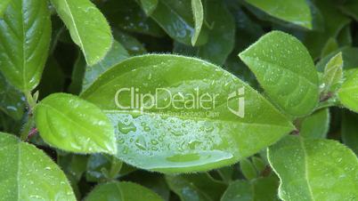Close up of rain drops on green leaf