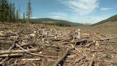 Clear cut forest