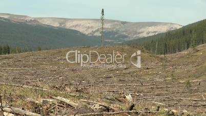 Clear cut forest
