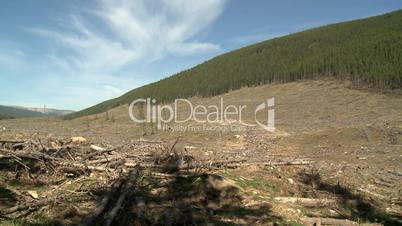 Forest clear cut