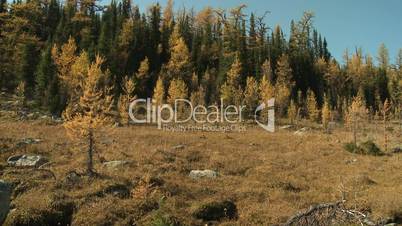 Autumn Alpine Larch Trees