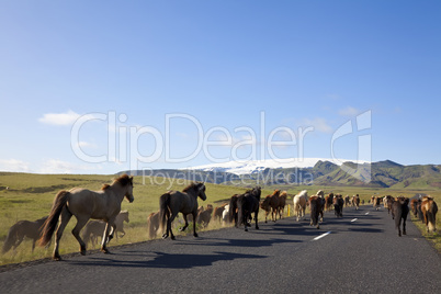 Icelandic Horses Running On A Road
