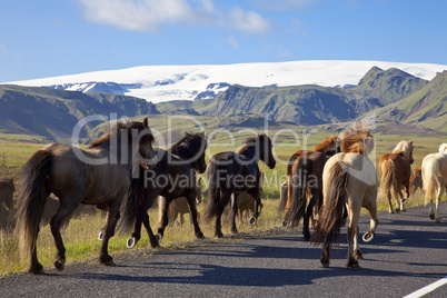 Icelandic Horses Running On A Road