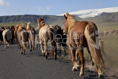 Icelandic Horses Running Along A Road