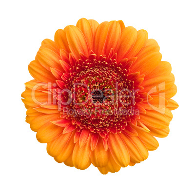 Gerbera