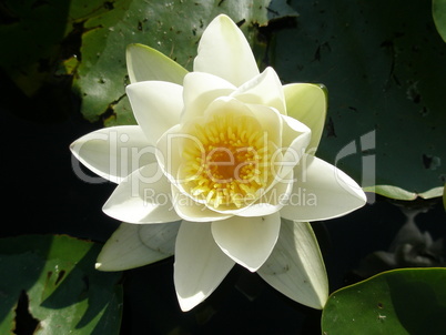 Lotus