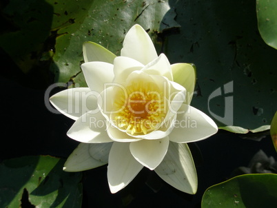 Lotus